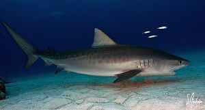 This Juv. Tiger Shark allowed me to swim side by side wit... by Steven Anderson 